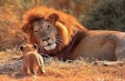 Imagini Africa de Sud - Circuit & Sejur Sun City - avion, 14 zile