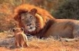 Imagini Circuit Africa de Sud - 14 zile